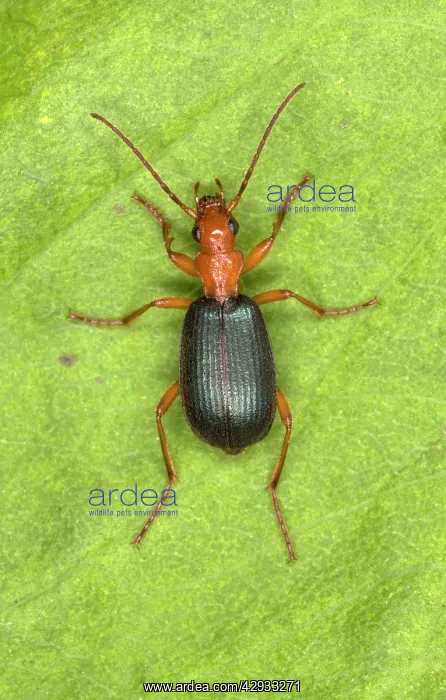 : Adult Bombadier Beetle : Adult Bombadier Beetle