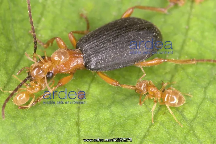 : Adult Bombadier Beetle being attacked by yellow : Adult Bombadier Beetle being attacked by yellow