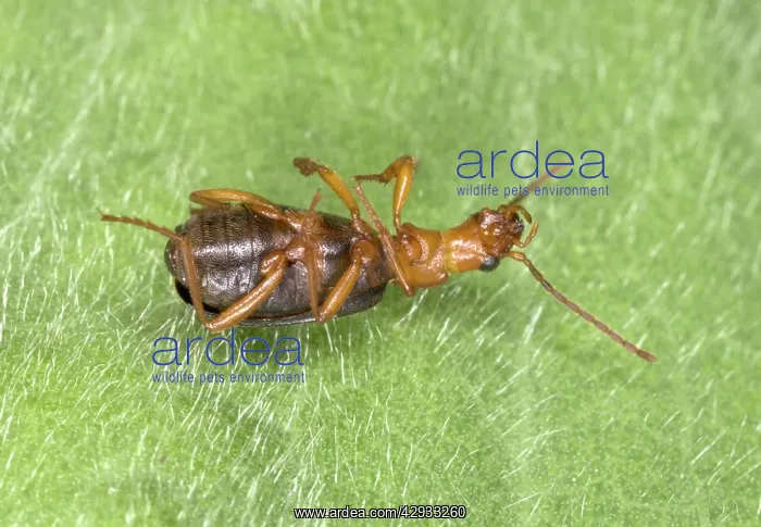 : Adult Bombadier Beetle 'playing deadI : Adult Bombadier Beetle 'playing deadI
