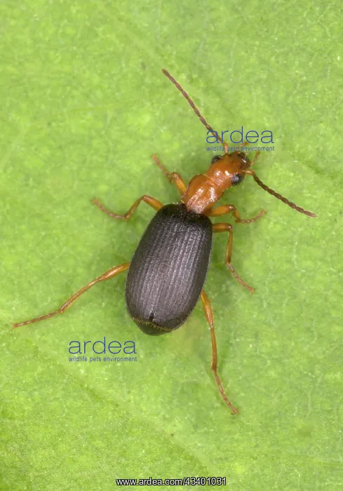 : Adult Bombardier Beetle : Adult Bombardier Beetle