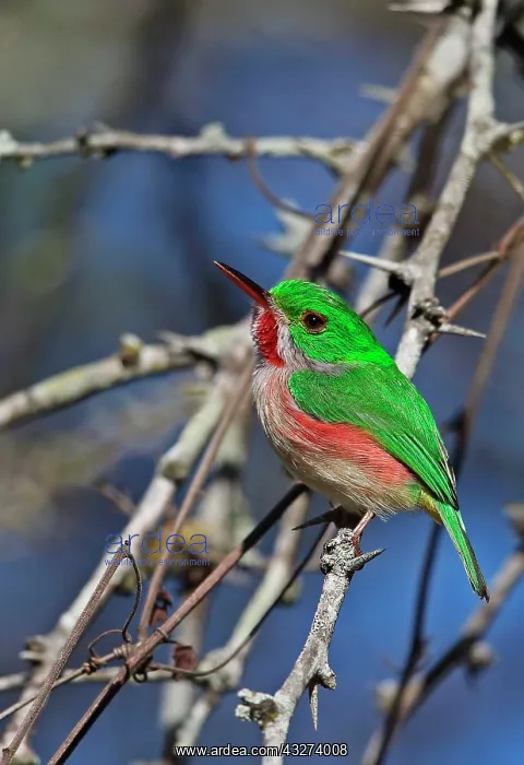 : Adult broad-billed todi (Todus subulatus), sitting : Adult broad-billed todi (Todus subulatus), sitting