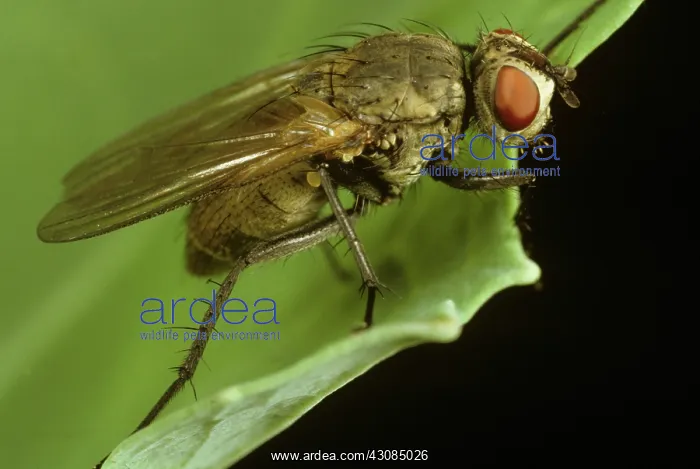 : Adult cabbage root fly : Adult cabbage root fly