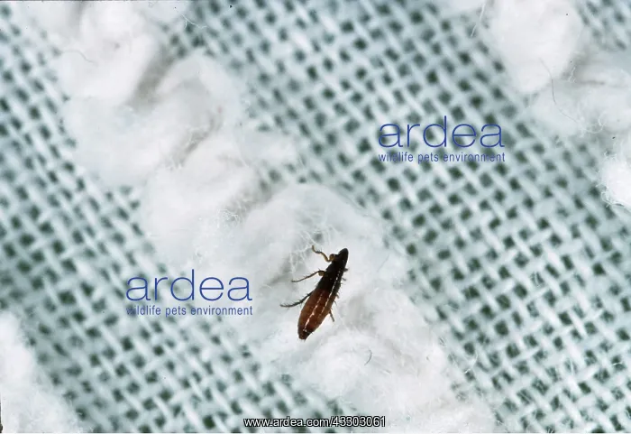 : ADULT CAT FLEA - x 1.5 magnification : ADULT CAT FLEA - x 1.5 magnification