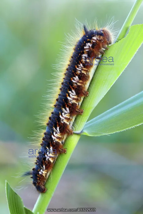 : Adult caterpillar of the drinker moth (Euthrix potatoria) : Adult caterpillar of the drinker moth (Euthrix potatoria)