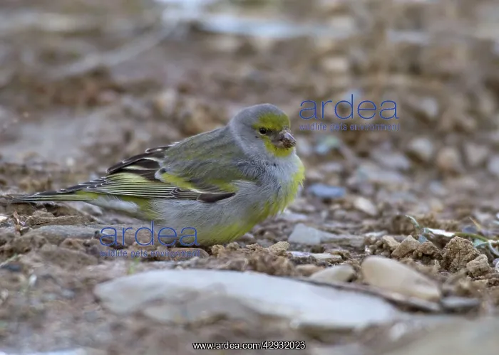 : Adult Citril Finch : Adult Citril Finch