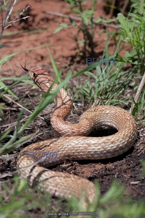 : Adult Coachwhip Snake : Adult Coachwhip Snake