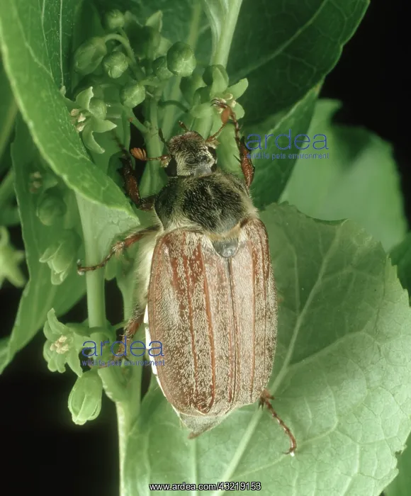 : Adult cockchafer or may bug : Adult cockchafer or may bug