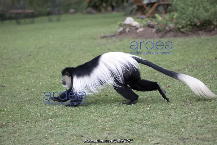  : Adult Colobus monkey Colobus guereza running over