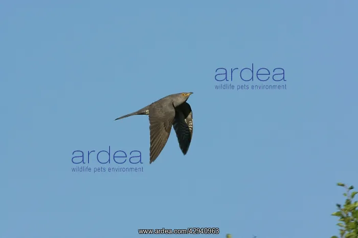: Adult Common Cuckoo - in flight in May : Adult Common Cuckoo - in flight in May