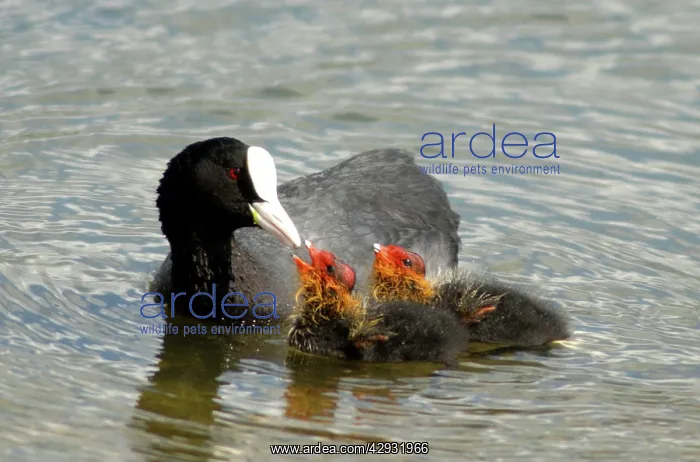  : Adult Coot - feeding her young