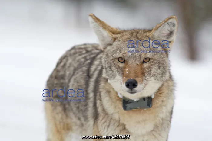 : Adult coyote with radio collar in Yellowstone : Adult coyote with radio collar in Yellowstone