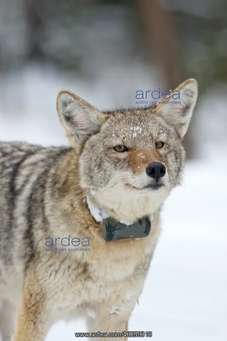: Adult coyote with radio collar in Yellowstone : Adult coyote with radio collar in Yellowstone