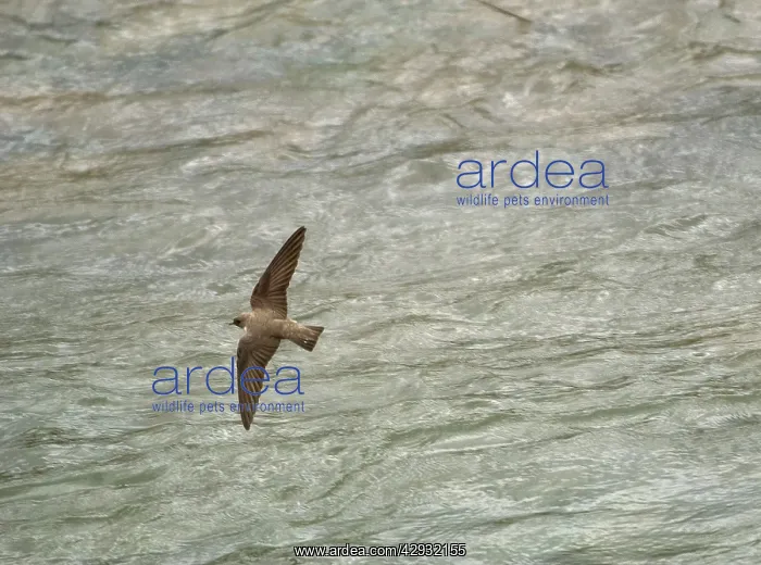 : Adult Crag Martin - hawking low over water : Adult Crag Martin - hawking low over water