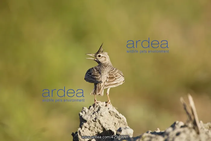 : Adult Crested Lark : Adult Crested Lark