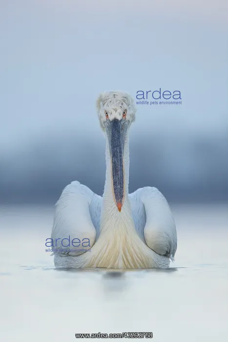 : An adult Dalmatian Pelican rests on the water on : An adult Dalmatian Pelican rests on the water on