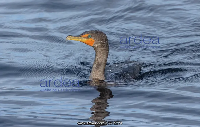 : Adult Double-crested cormorant, Phalacrocorax au : Adult Double-crested cormorant, Phalacrocorax au