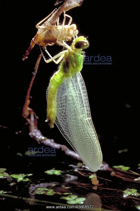  : Adult Dragonfly