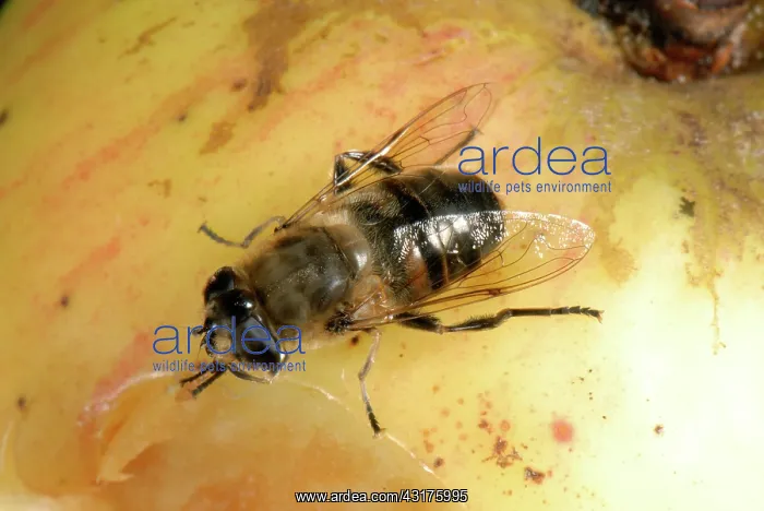 : Adult drone fly on an apple : Adult drone fly on an apple
