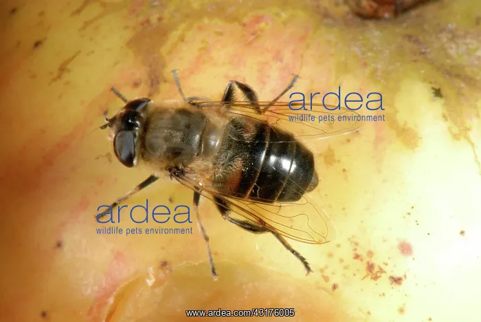 : Adult drone fly on an apple : Adult drone fly on an apple