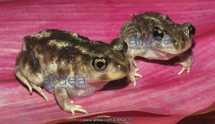  : Adult Eastern Spadefoot Toads