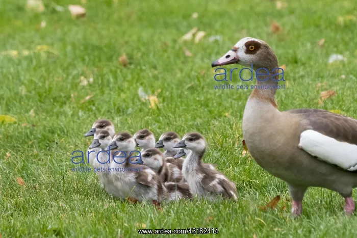 : Adult Egyptian goose (Alopochen aegyptiacus) with : Adult Egyptian goose (Alopochen aegyptiacus) with