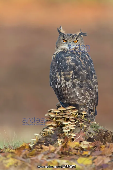 : Adult eurasian eagle-owl (Bubo bubo), adult, on : Adult eurasian eagle-owl (Bubo bubo), adult, on