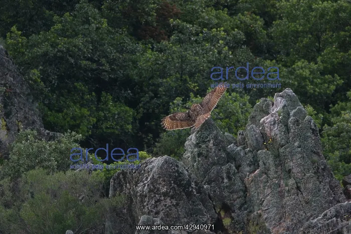 : Adult European / Eurasian Eagle OWL - hunting for : Adult European / Eurasian Eagle OWL - hunting for