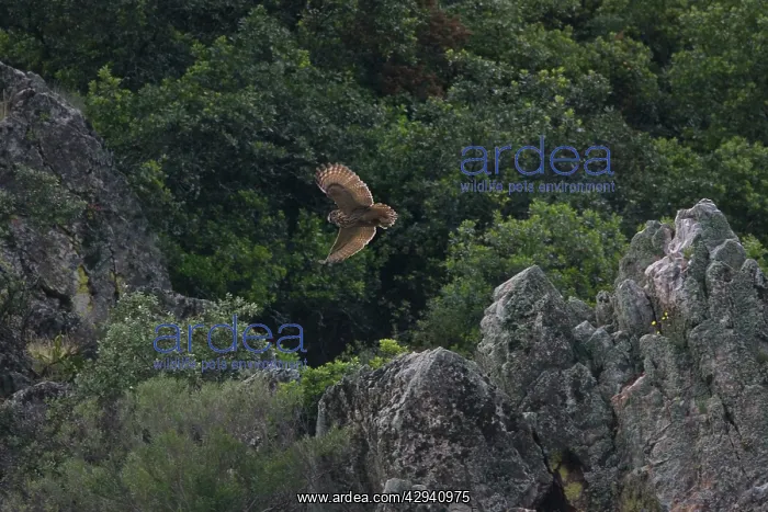 : Adult European / Eurasian Eagle OWL - hunting for : Adult European / Eurasian Eagle OWL - hunting for