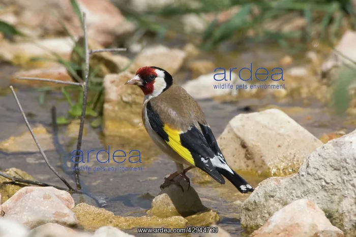 : Adult European Goldfinch drinking at running water : Adult European Goldfinch drinking at running water