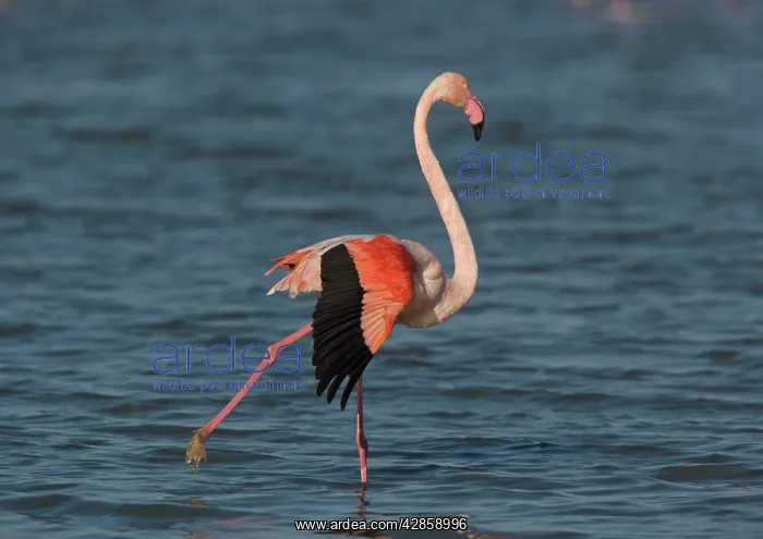 : Adult European Greater FLAMINGO - in a Camargue lagoon : Adult European Greater FLAMINGO - in a Camargue lagoon