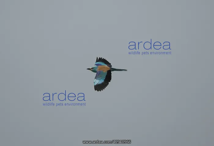 : Adult European Roller - in flight in April : Adult European Roller - in flight in April
