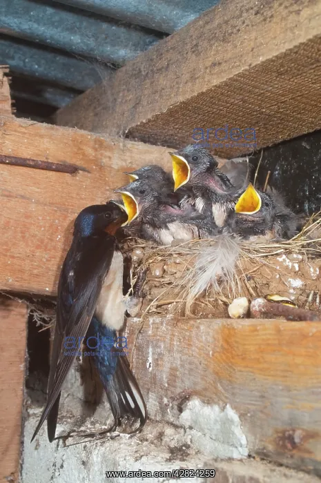 : Adult feeding young swallows on the nest : Adult feeding young swallows on the nest