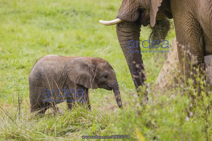 : Adult female African elephant (Loxodonta africana) with 4 : Adult female African elephant (Loxodonta africana) with 4