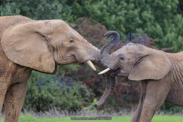: An adult female African elephant (Loxodonta africana) wrestles with her male calf on a meadow at the edge of a forest : An adult female African elephant (Loxodonta africana) wrestles with her male calf on a meadow at the edge of a forest