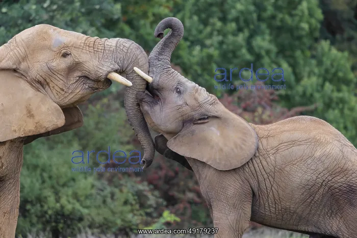 : An adult female African elephant (Loxodonta africana) wrestles with her male calf on a meadow at the edge of a forest : An adult female African elephant (Loxodonta africana) wrestles with her male calf on a meadow at the edge of a forest