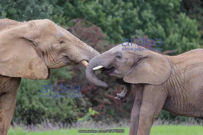: An adult female African elephant (Loxodonta africana) wrestles with her male calf on a meadow at the edge of a forest : An adult female African elephant (Loxodonta africana) wrestles with her male calf on a meadow at the edge of a forest