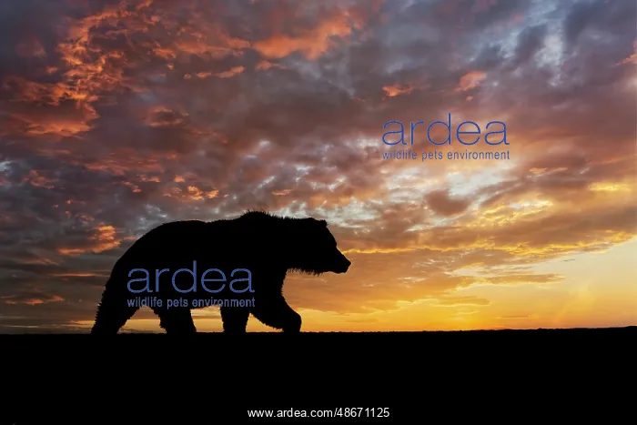: Adult female Alaskan brown bear silhouetted at sunrise along : Adult female Alaskan brown bear silhouetted at sunrise along