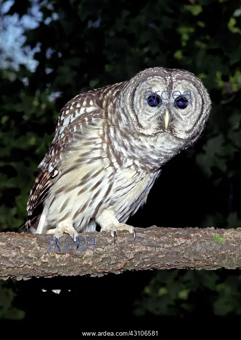 : Adult Female Barred Owl (Strix varia) : Adult Female Barred Owl (Strix varia)