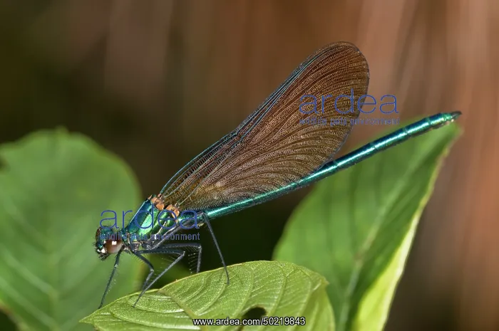 : Adult female of beautiful demoiselle (Calopteryx virgo) resting on leaves, Liguria, Italy : Adult female of beautiful demoiselle (Calopteryx virgo) resting on leaves, Liguria, Italy