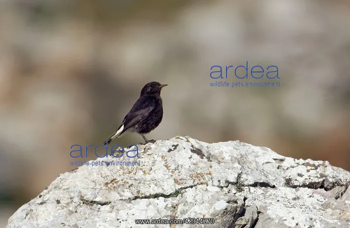 : Adult Female Black Wheatear - On rock : Adult Female Black Wheatear - On rock