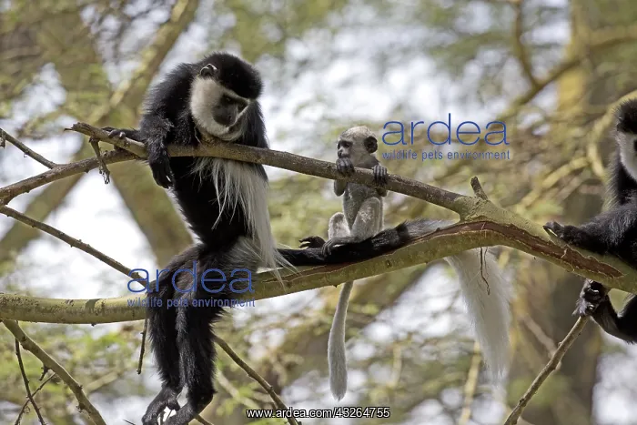 : Adult female Black and White Colobus monkey with : Adult female Black and White Colobus monkey with