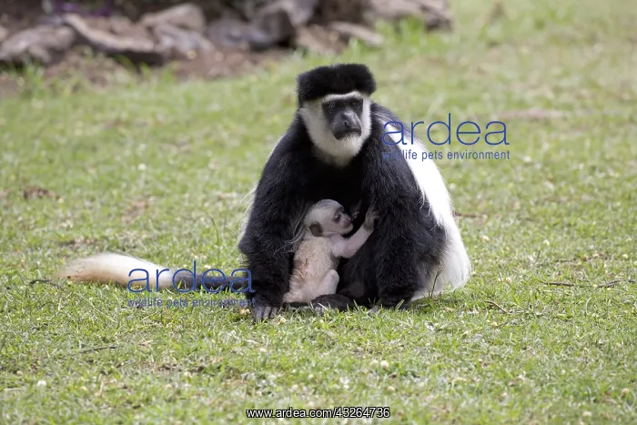 : Adult female Black and White Colobus monkey Colobus : Adult female Black and White Colobus monkey Colobus