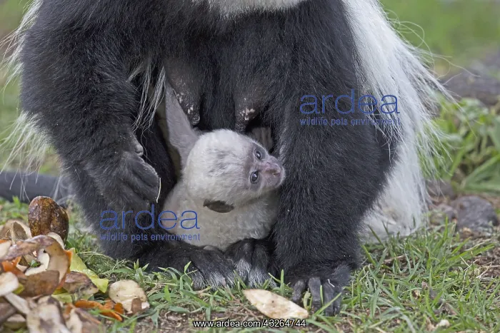 : Adult female Black and White Colobus monkey Colobus : Adult female Black and White Colobus monkey Colobus