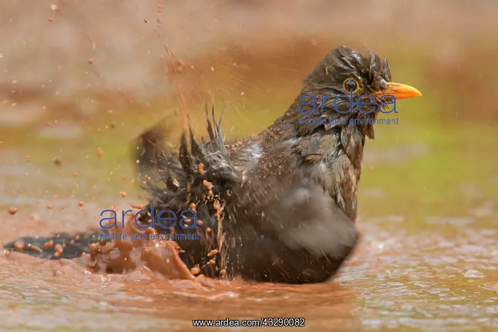  : Adult female Blackbird (Turdus merula) splashing