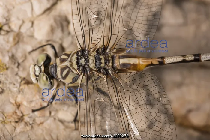 : Adult female of bladetail (Lindenia tetraphylla), close-up : Adult female of bladetail (Lindenia tetraphylla), close-up