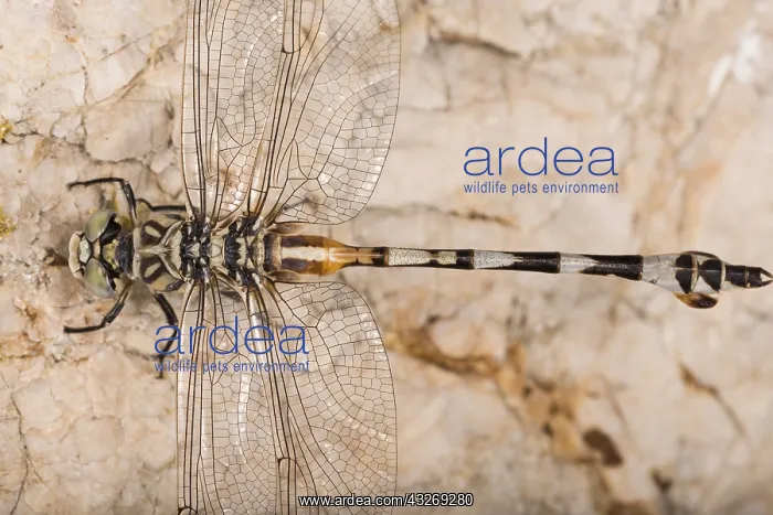 : Adult female of bladetail (Lindenia tetraphylla) : Adult female of bladetail (Lindenia tetraphylla)