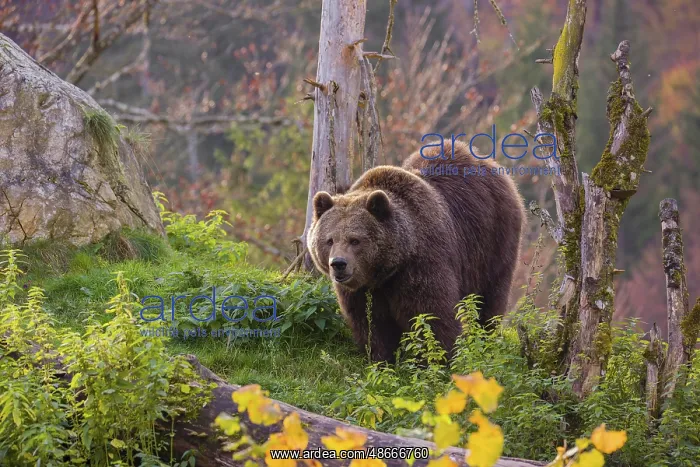 : An adult female brown bear (Ursus arctos arctos) walks on a : An adult female brown bear (Ursus arctos arctos) walks on a