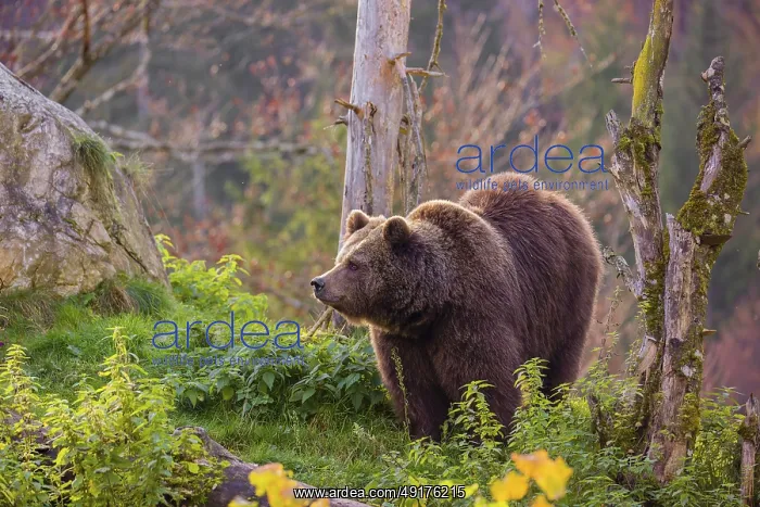 : An adult female brown bear (Ursus arctos arctos) walks on a hilly terrain with trees and rocks : An adult female brown bear (Ursus arctos arctos) walks on a hilly terrain with trees and rocks