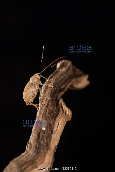 : Adult female of chestnut weevil (Curculio elephas) : Adult female of chestnut weevil (Curculio elephas)