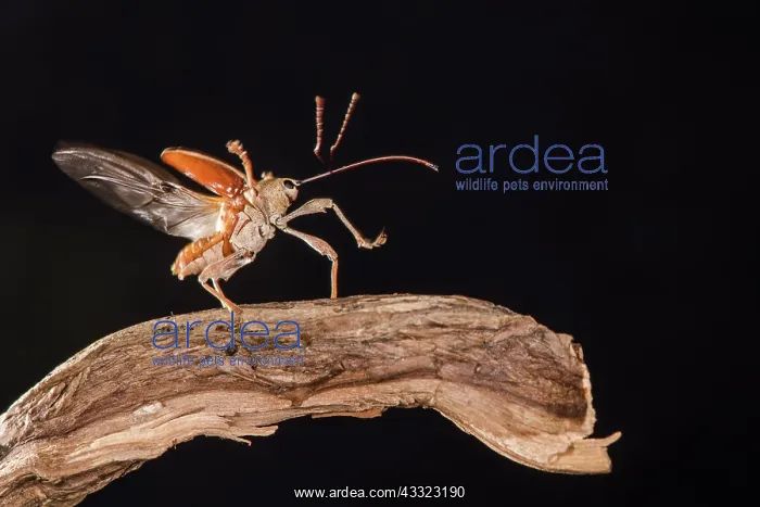: Adult female of chestnut weevil (Curculio elephas) : Adult female of chestnut weevil (Curculio elephas)